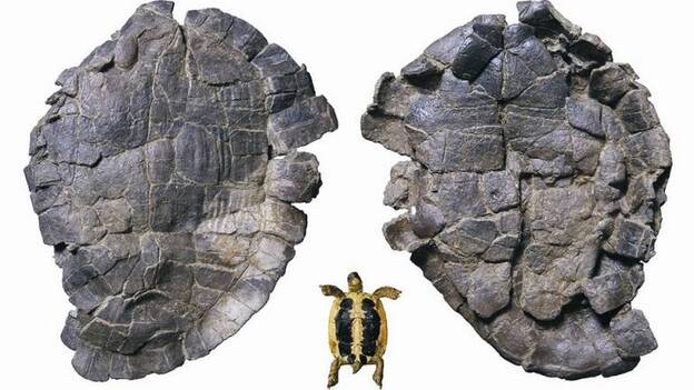 Pelorochelon, la primera tortuga terrestre gigante de Europa