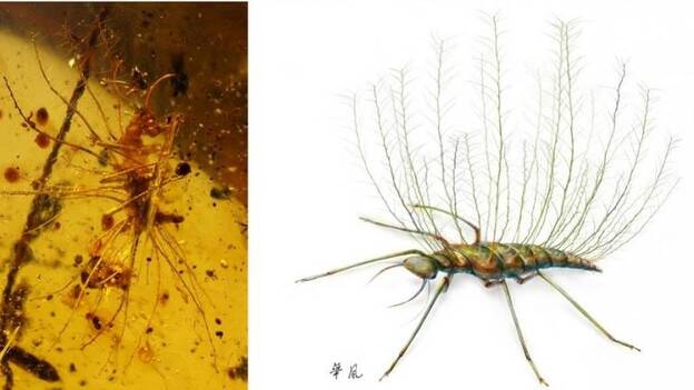 Los insectos ya se camuflaban hace 100 millones de años