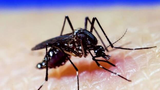 Sanidad eleva a 158 los casos de Zika en España importados de países de riesgo