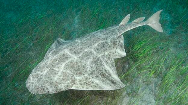 Las aguas de Canarias se convierten en el último bastión del tiburón 'angelote'