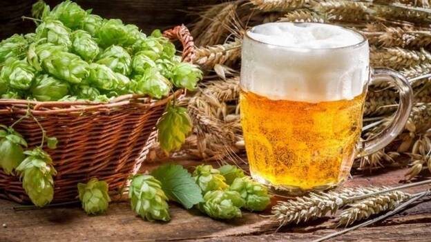 Un estudio muestra que el lúpulo podría ayudar a reducir el riesgo de cáncer de mama