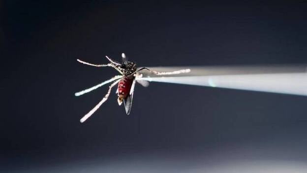 Un estudio en monos muestra que la infección por el virus se prolonga en el embarazo