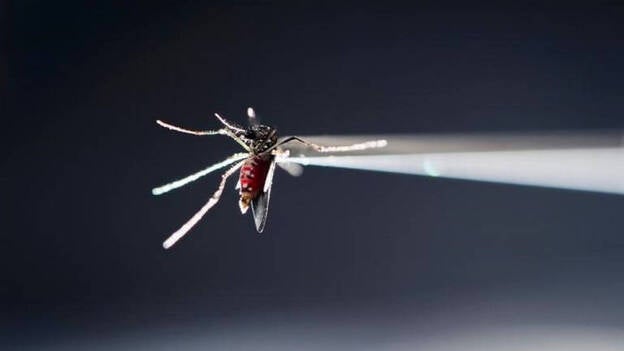 Nace en Cataluña un cuarto bebé sano de una madre afectada por el virus Zika