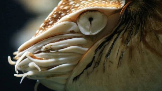 Los pulpos dilucidan el color aunque ven en blanco y negro