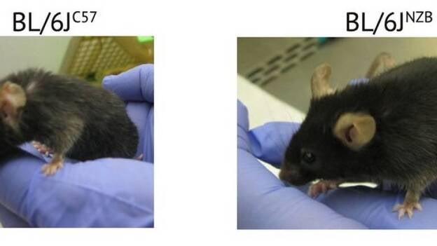 La interacción del genoma nuclear y mitocondrial determina la calidad del envejecimiento