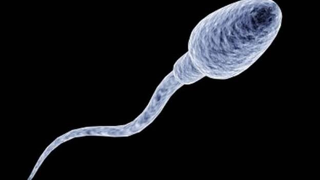 Identifican alteraciones en la cola del espermatozoide que podría ayudar a determinar la calidad del semen
