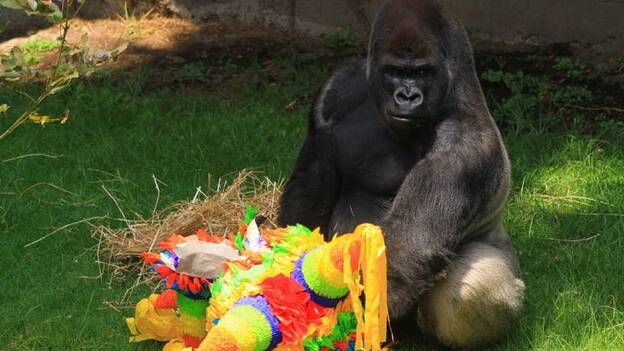 Bantú muere de un infarto