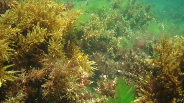 La ULPGC estudia sobre el clima y su impacto en ecosistemas marinos de aguas templada