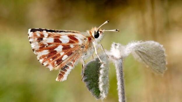 Descubren una nueva especie de mariposa ibérica endémica que habita en Granada, Ávila y Asturias