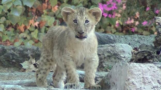 Nace una cría de león en el Zoo de Barcelona