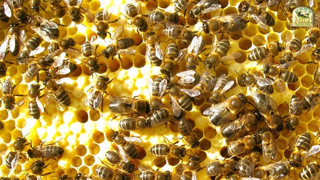 Miel de abeja negra canaria... con pedigrí portugués