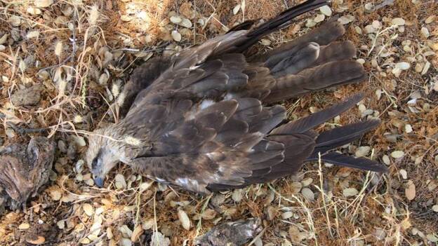 Encuentran los cadáveres de 8 aves protegidas junto al CTR de Ávila Norte