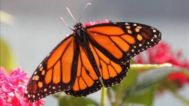 Las flores y las mariposas ya no aparecen a la vez debido al cambio climático
