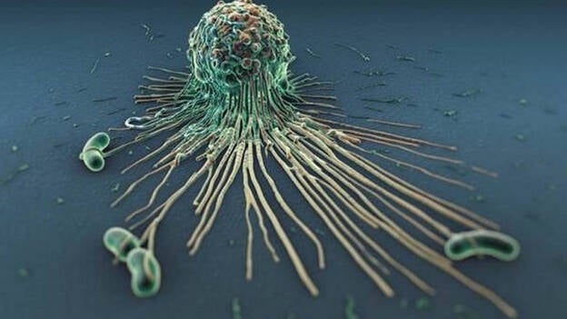 Identifican cómo células del sistema inmune pasan de combatir una infección a reparar el daño inflamatorio