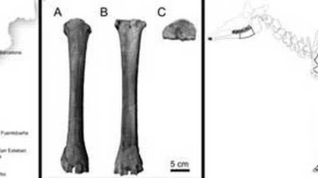 Las dos jirafas prehistóricas de la Península Ibérica no pertenecían al mismo grupo genético, según el MNCN-CSIC