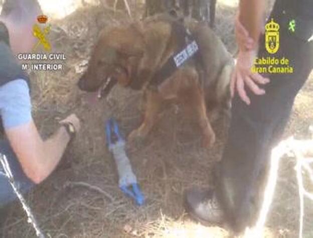 Investigan el uso de cebos envenenados en entornos naturales