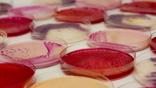 Descubren una gran diversidad de bacterias en las placas solares fotovoltaicas con interés biotecnológico