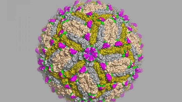 Identificados anticuerpos que impiden la infección por el virus del zika