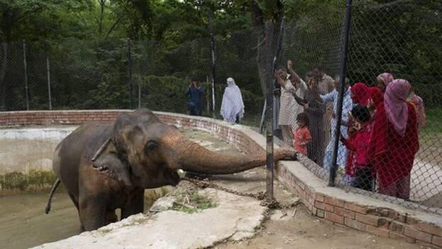 La depresión del elefante Kaavan, cuestión de Estado en Pakistán