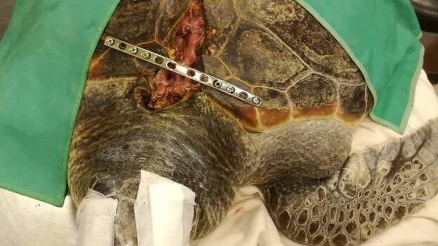 Trasladan a un centro de recuperación de Gran Canaria una tortuga marina herida gravemente en Almería