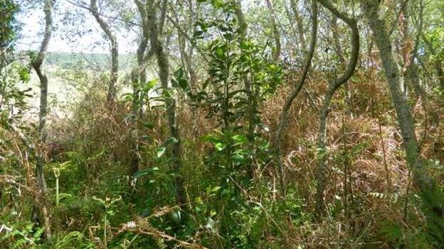 Mirlos que rescatan la laurisilva