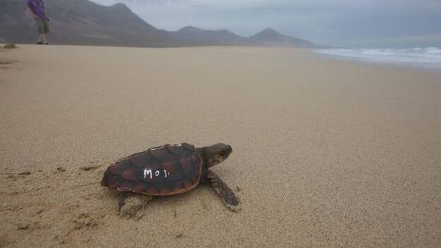 Un estudio revela el papel de Canarias como "guardería" de las tortugas bobas