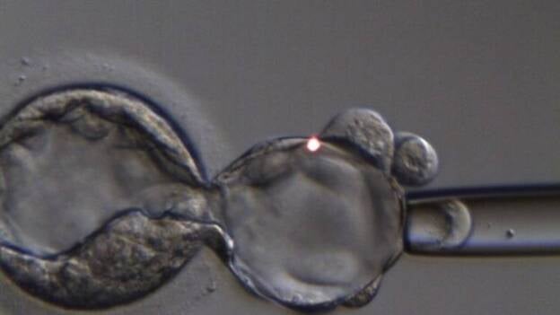 Un estudio muestra que acumular ovocitos eleva al 60% las posibilidades de obtener embriones viables para el embarazo