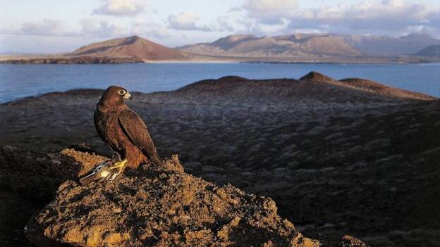 Los halcones de Alegranza confirman una teoría centenaria de la biología