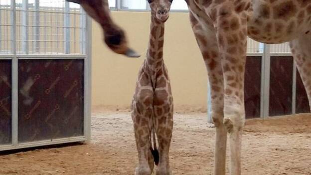 Nace una cría de jirafa en peligro de extinción en el Zoo de Barcelona