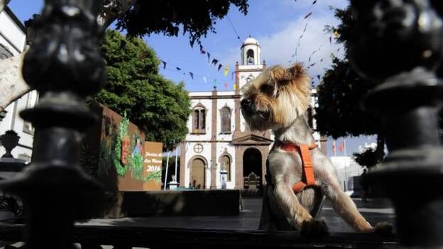 Agaete se acicala para su gran fiesta