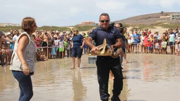 El Cabildo de Fuerteventura suelta un ejemplar recuperado de tortuga boba en Playa Blanca