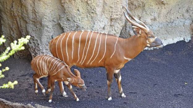 La cría de bongo oriental nacida en Bioparc cumple un mes