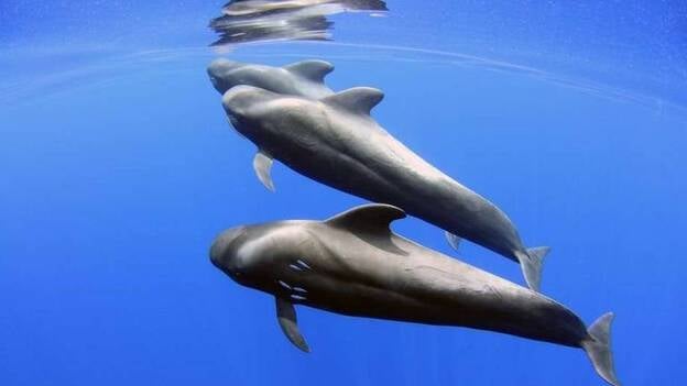 Demuestran que el exceso de embarcaciones provoca estrés en los calderones