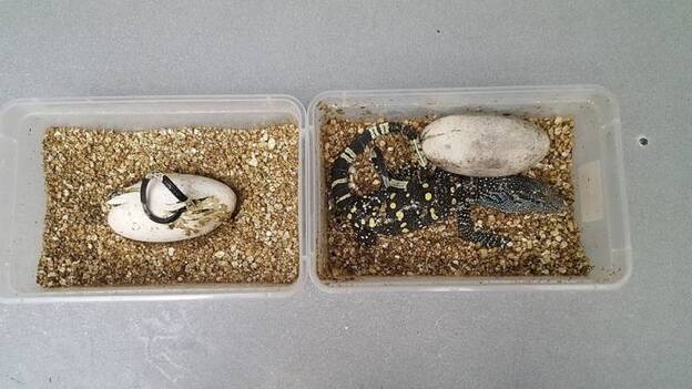 Nacen cinco crías de varano cocodrilo en el Zoo Aquarium de Madrid