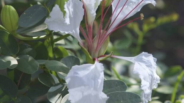 El flamboyán enano de Madagascar echa raíces en Fuerteventura