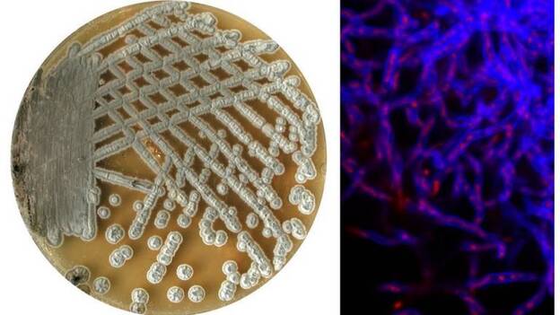 Descubren un sistema de división celular que abre vías para nuevos fármacos