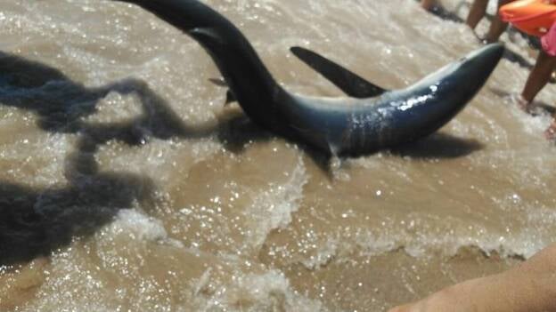 Devuelven al mar una tintorera varada en una playa de Mazarrón
