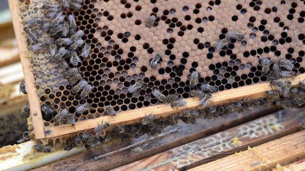 Vinculan el declive de abejas salvajes con uso de pesticidas neonicotinoides