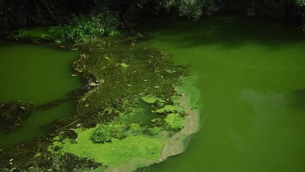 Científicos instan a los gobiernos a regular el fósforo en los lagos para evitar la proliferación de algas