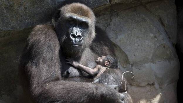 Nace un gorila a la vista del público en Bioparc