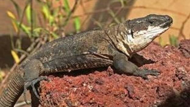 El lagarto gigante de La Gomera candidato en el concurso Animal-Planta