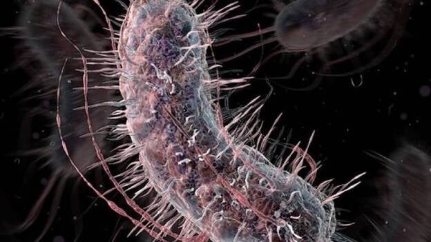 Científicos de la Universidad de Harvard modifican el código genético de una bacteria reduciendo su genoma