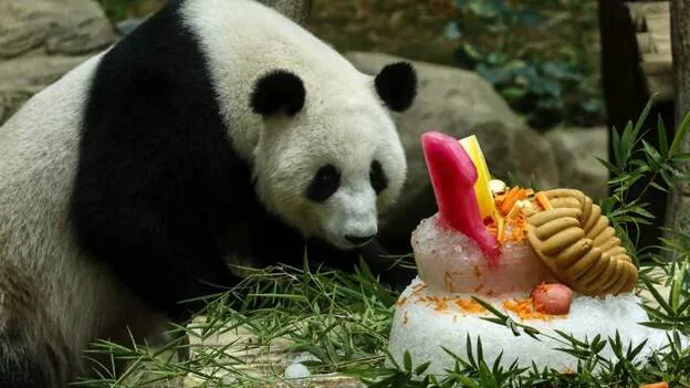 La pareja de pandas del zoo de Kuala Lumpur celebra su décimo cumpleaños