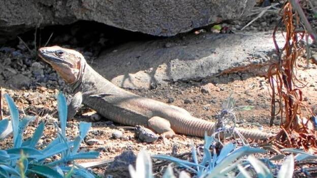 La extinción se frena en la red