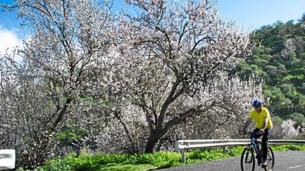 El Gobierno da con un producto contra el pulgón del almendro