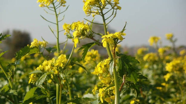 Un aceite de colza mejorado y enriquecido con omega 3 logra reducir el riesgo de padecer enfermedades cardiovasculares