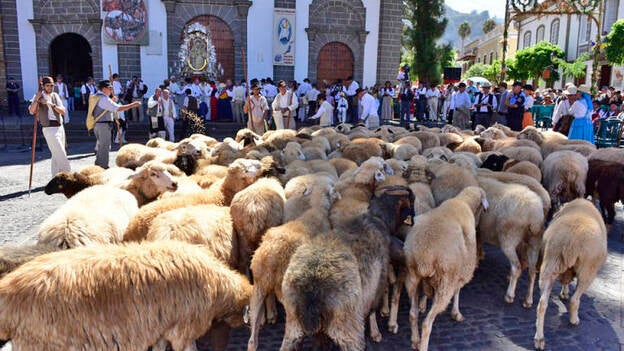 25.000 kilos de solidaridad en la romería del Pino
