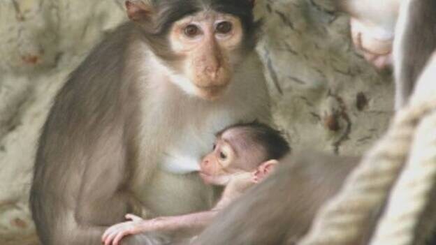 Nace en el Zoo de Barcelona otro mangabey, un primate en peligro de extinción