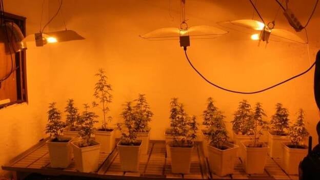 Dos detenidos y desmanteladas dos plantaciones de marihuana en Icod de Los Vinos