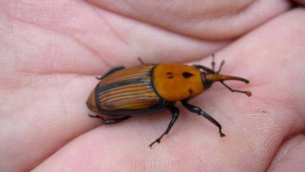 Canarias, primer territorio del mundo en erradicar el picudo rojo de la palmera